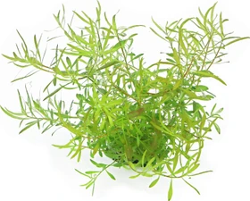 Dennerle Wasserpflanze In-Vitro L60 Ludwigia Arcuata