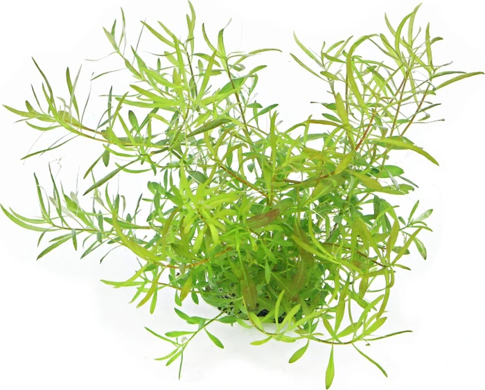 Dennerle Wasserpflanze In-Vitro L60 Ludwigia Arcuata