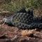 adidas Terrex Soulstride Flow GTX core black/grey six/semi impact orange (Damen) Vorschaubild