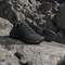 adidas Terrex Skychaser AX5 core black/semi flash aqua (Damen) Vorschaubild
