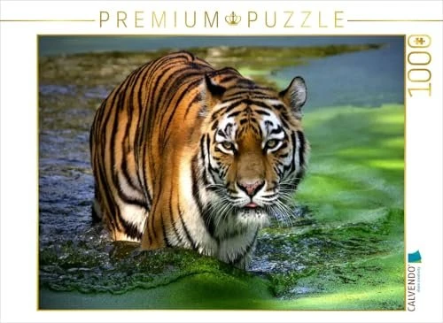 Calvendo Ein Motiv aus dem Kalender Tiger - die leisen Jäger des Dschungels
