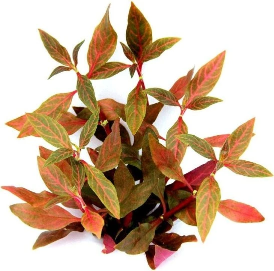 Dennerle Alternanthera reineckii Red Ruby von Dennerle im Topf