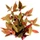 Dennerle Alternanthera reineckii Red Ruby von Dennerle im Topf