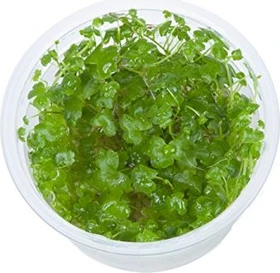 Tropica Wasserpflanze In-Vitro 1-2-Grow! Hydrocotyle Tripartita