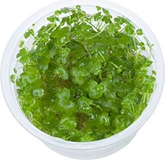 Tropica Wasserpflanze In-Vitro 1-2-Grow! Hydrocotyle Tripartita
