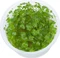 Tropica Wasserpflanze In-Vitro 1-2-Grow! Hydrocotyle Tripartita Vorschaubild