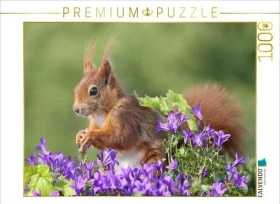 Calvendo Ein Motiv aus dem Kalender Besondere Augenblicke mit Eichhörnchen