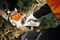 Stihl MSA 300 Akku-Kettensäge Vorschaubild