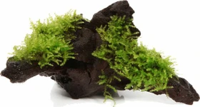 Tropica Christmas-Moos auf Wurzel gewachsen ca 12 cm