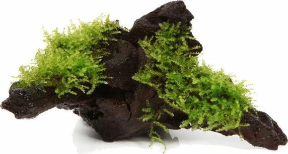 Tropica Christmas-Moos auf Wurzel gewachsen ca 12 cm