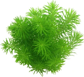 Dennerle Wasserpflanze In-Vitro P11 Pogostemon Erectus
