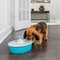PetSafe Drinkwell Butterfly Trinkbrunnen, 1.5l Vorschaubild