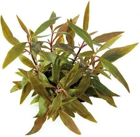 Dennerle Mini-Papageienblatt Alternanthera reineckii Mini im Topf