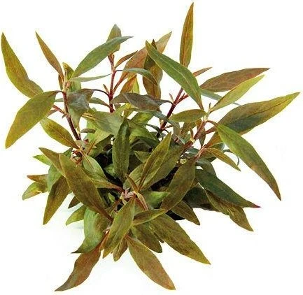 Dennerle Mini-Papageienblatt Alternanthera reineckii Mini im Topf