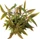 Dennerle Mini-Papageienblatt Alternanthera reineckii Mini im Topf