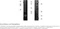 Dell OptiPlex 3090 Micro, Core i5-10500T, 8GB RAM, 256GB SSD Vorschaubild