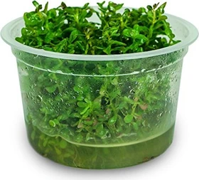 Tropica Wasserpflanze In-Vitro 1-2-Grow! Rotala Macrandra
