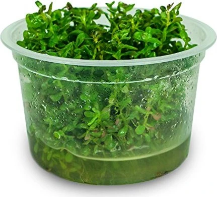 Tropica Wasserpflanze In-Vitro 1-2-Grow! Rotala Macrandra