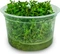 Tropica Wasserpflanze In-Vitro 1-2-Grow! Rotala Macrandra Vorschaubild