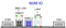Supermicro X12STL-IF, retail (Intel 1200) Vorschaubild