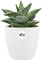 Elho Brussels Mini rund Blumentopf Vorschaubild