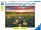 Ravensburger Puzzle Pusteblumen im Sonnenuntergang Vorschaubild