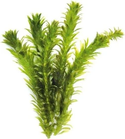 Dennerle Wasserpest Egeria densa Spezial besonders dichtblättrig