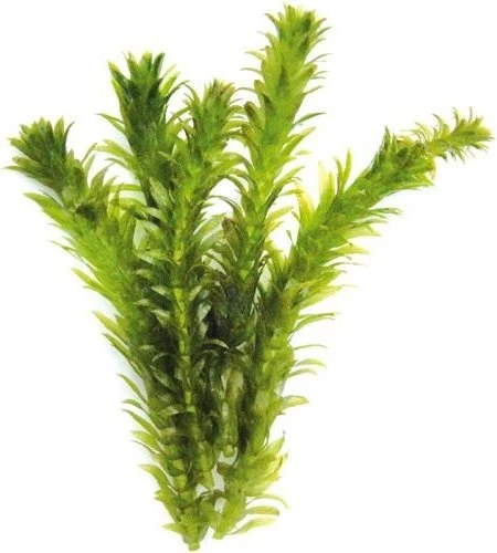 Dennerle Wasserpest Egeria densa Spezial besonders dichtblättrig