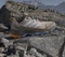 adidas Terrex Skychaser AX5 Gore-Tex wonder taupe/off white/glow blue (Damen) Vorschaubild