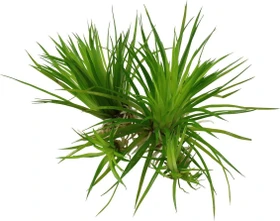 Tropica Wasserpflanze In-Vitro 1-2-Grow! Eriocaulon Cinereum