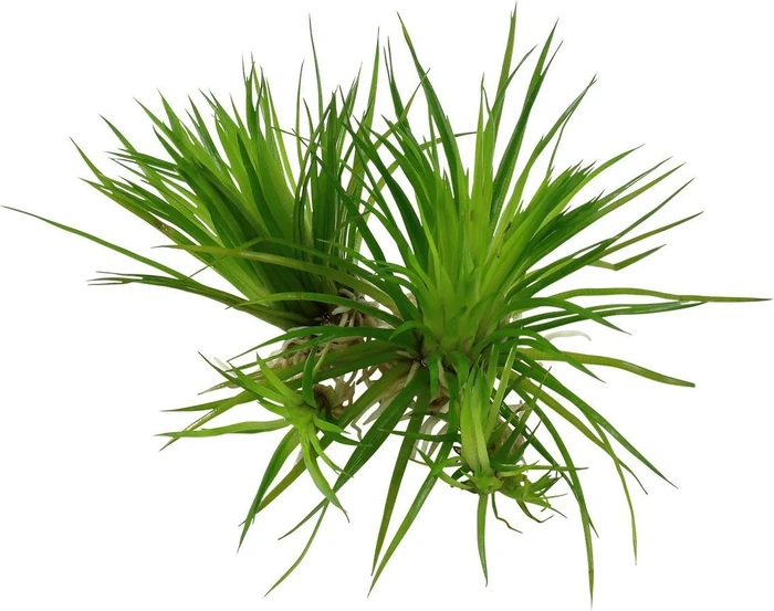 Tropica Wasserpflanze In-Vitro 1-2-Grow! Eriocaulon Cinereum