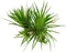 Tropica Wasserpflanze In-Vitro 1-2-Grow! Eriocaulon Cinereum Vorschaubild