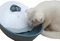 Kerbl Trinkbrunnen Classic Pet Fountain, 1.75l, weiß/grau Vorschaubild