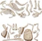 Clementoni Jurassic World Ausgrabungs-Set Triceratops & Velociraptor Vorschaubild