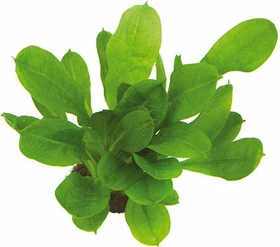 Dennerle Samolus-Schwertpflanze Echinodorus grisebachii