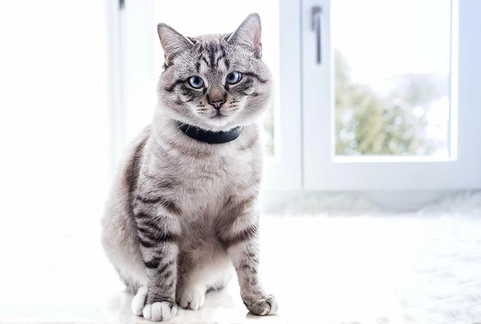 Tractive GPS Tracker-Halsband für Katzen, grau