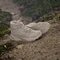 adidas Terrex Winter Leather Mid Rain.RDY Cold.RDY wonder beige/alumina Vorschaubild