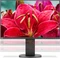 NEC MultiSync EA245WMi-BK, schwarz, 24" Vorschaubild
