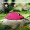 Attack Shark X8 SE Tri-mode Wireless Gaming Mouse, Berry Red, USB/Bluetooth Vorschaubild