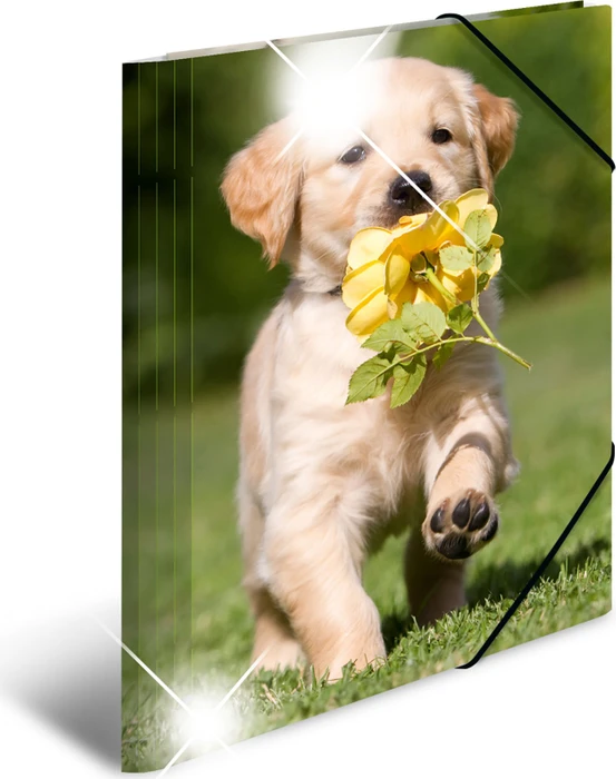 Herma Glossy Tiere Sammelmappe, A4, Hunde, 3er-Pack