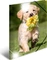 Herma Glossy Tiere Sammelmappe, A4, Hunde, 3er-Pack Vorschaubild