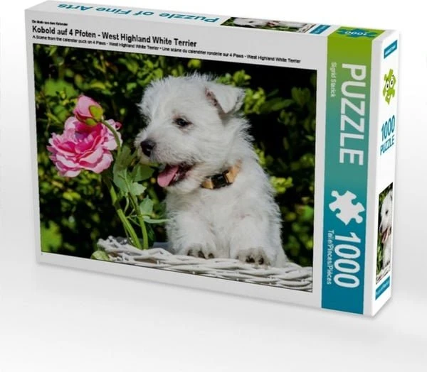 Calvendo Ein Motiv aus dem Kalender Kobold auf 4 Pfoten - West Highland White Terrier