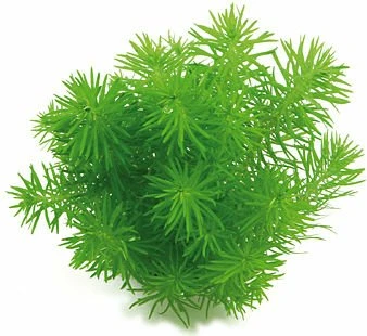 Dennerle Indisches Sternkraut - Pogostemon deccanensis von Dennerle