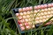 Ducky Year of the Snake 2025, 75% Layout, grün/beige, hot-swap, MX2A BROWN, USB, ND Vorschaubild