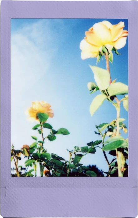Fujifilm instax mini Sofortbildfilm Soft Lavender, 10 Aufnahmen