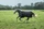 Kerbl Bucas Irish Turnout Light/0 Classic, Regendecke female, 1.25m, 50g, black/gold (66525-22)