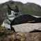 adidas Terrex Free Hiker 2.0 GTX silver green/linen green/grey six (Damen) Vorschaubild