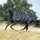 Kerbl Bucas Irish Turnout High Neck/50, Regendecke female, 1.20m, 50g, black/gold (65520-22)