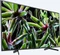 Sony KD-55XG7096 Vorschaubild