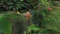 Pikmin 3 (WiiU) Vorschaubild